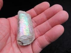 Stunning Baculites Ammonite