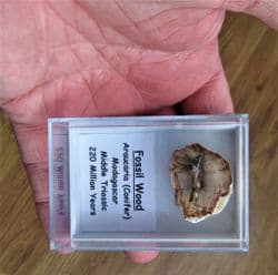 Stunning fossil wood