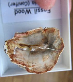 Stunning fossil wood