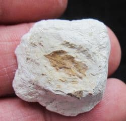 Stunning plant from the Oligocene