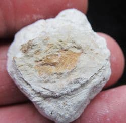Stunning plant from the Oligocene