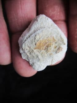 Stunning plant from the Oligocene