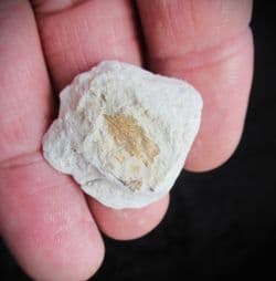 Stunning plant from the Oligocene
