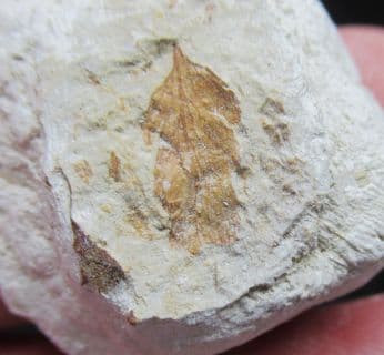 Stunning plant from the Oligocene