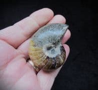 Stunning Polished nautilus!