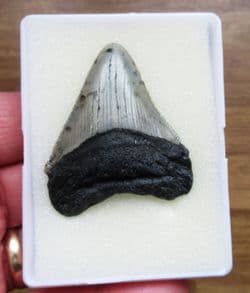 Stunning Serrated Meg tooth!
