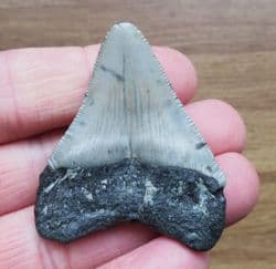 Stunning Serrated Meg tooth!