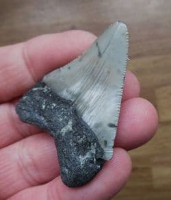 Stunning Serrated Meg tooth!
