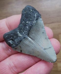 Stunning Serrated Meg tooth!