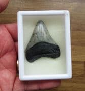 Stunning Serrated Meg tooth!