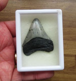 Stunning Serrated Meg tooth!