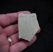 Stylemis nebrascensis Tortoise shell