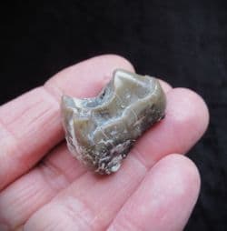 Subhyracodon 