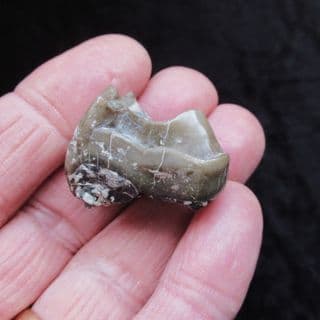 Subhyracodon