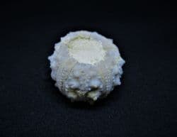Superb Gymnocidaris atchanensis
