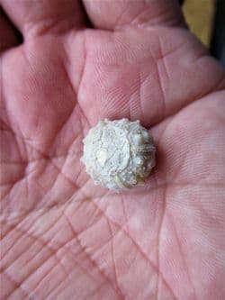 Superb Gymnocidaris atchanensis
