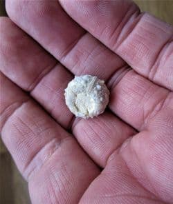 Superb Gymnocidaris atchanensis