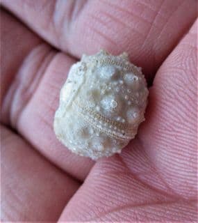 Superb Gymnocidaris atchanensis
