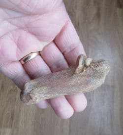 Sus Scrofa (Linne) Wild Boar foot bone