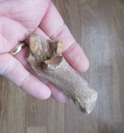 Sus Scrofa (Linne) Wild Boar foot bone