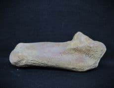 Sus Scrofa (Linne) Wild Boar foot bone