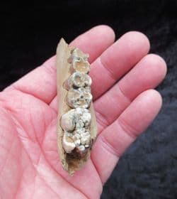 Sus  Scrofa wild boar partial jaw section with teeth