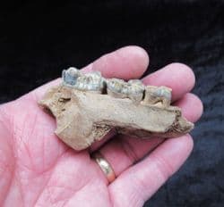 Sus  Scrofa wild boar partial jaw section with teeth