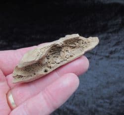 Sus  Scrofa wild boar partial jaw section with teeth