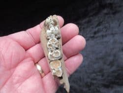Sus  Scrofa wild boar partial jaw section with teeth