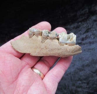 Sus  Scrofa wild boar partial jaw section with teeth