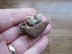 Sus  Scrofa wild boar partial jaw section with tooth