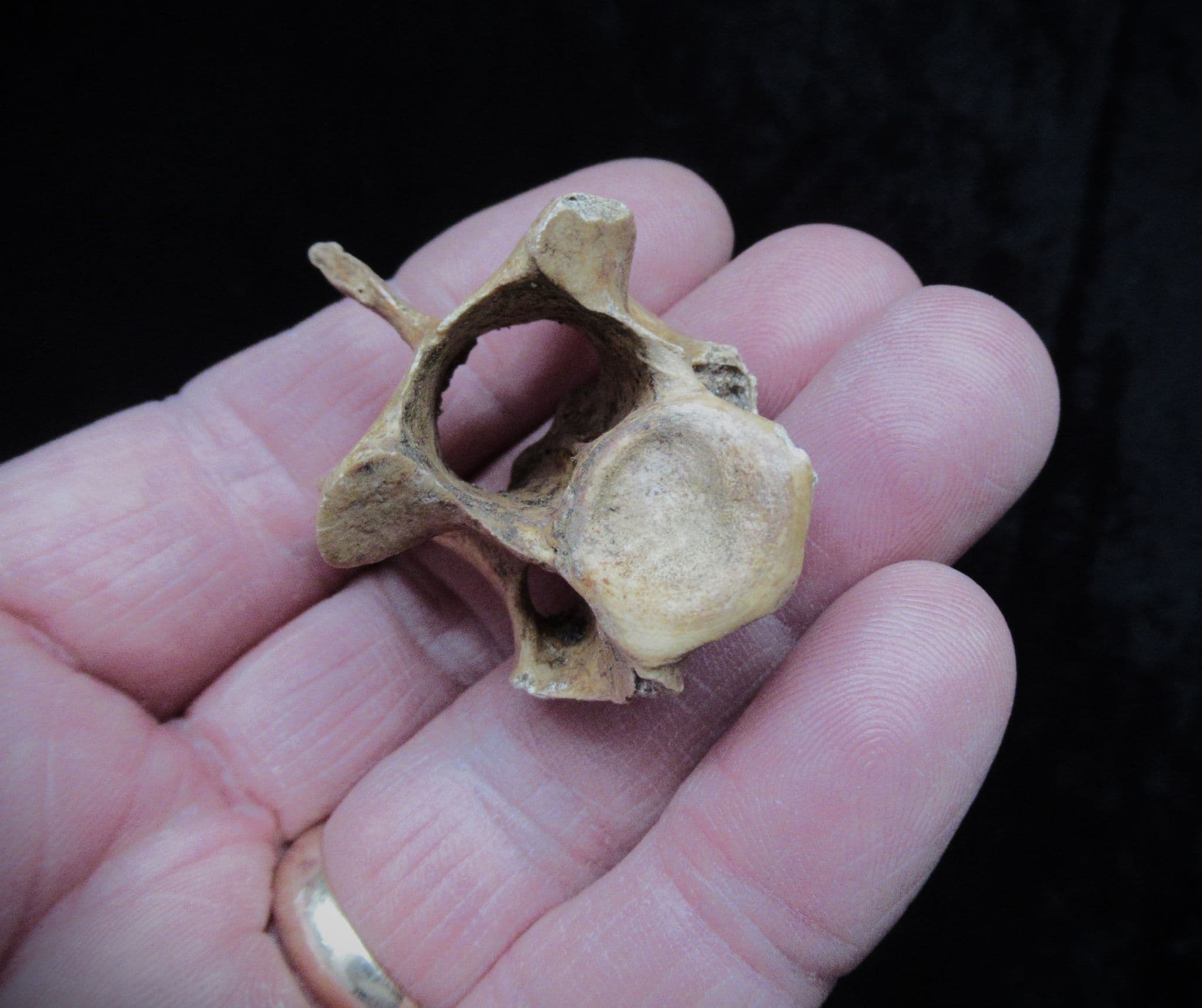 Sus Scrofa wild boar Vertebra