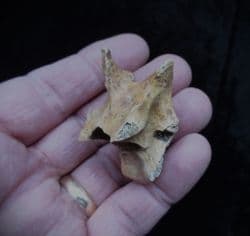 Sus  Scrofa wild boar Vertebra