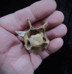 Sus  Scrofa wild boar Vertebra