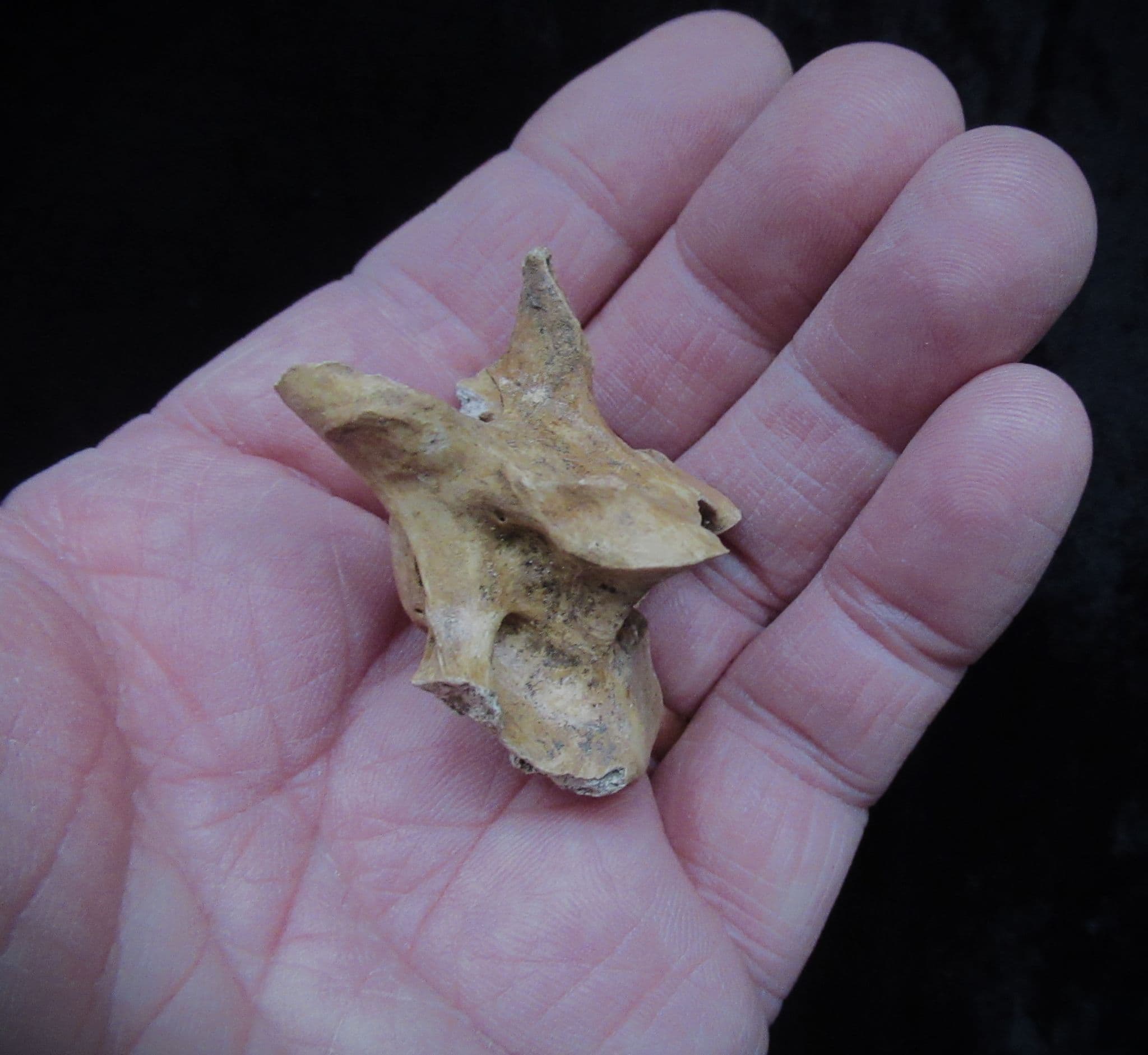 Sus Scrofa wild boar Vertebra