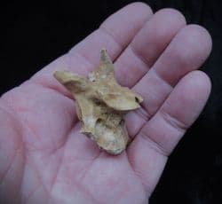 Sus  Scrofa wild boar Vertebra