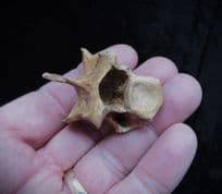 Sus  Scrofa wild boar Vertebra