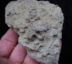 Syringopora bifurcata coral colony