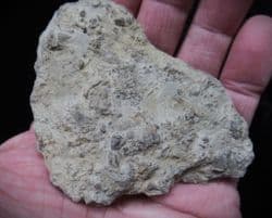 Syringopora bifurcata coral colony