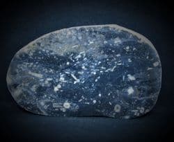 Syringopora  species Polished coral with Crinoid debris