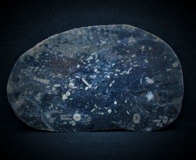 Syringopora  species Polished coral with Crinoid debris