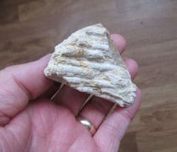 Tarbellastrea species raw Coral