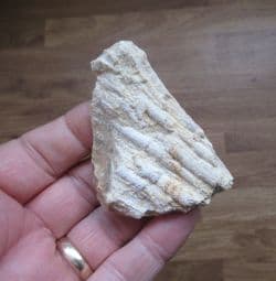 Tarbellastrea species raw Coral