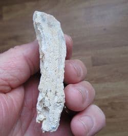 Tarbellastrea species raw Coral