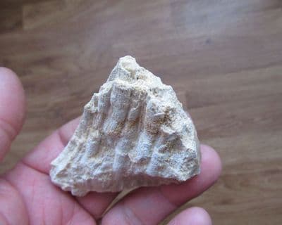 Tarbellastrea species raw Coral