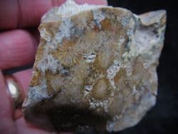 Tarbellastrea sweet large Coral