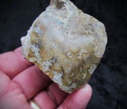 Tarbellastrea sweet large Coral
