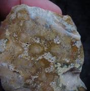 Tarbellastrea sweet large Coral