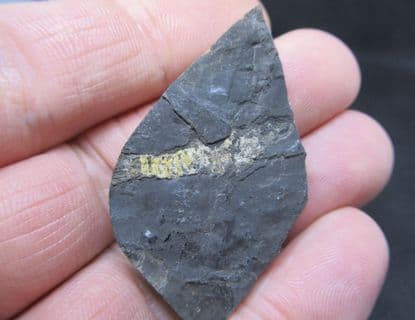 Tealliocaris woodwardi Scottish Shrimp