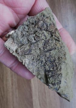 Tentaculites and Brachiopods from the Ordovician